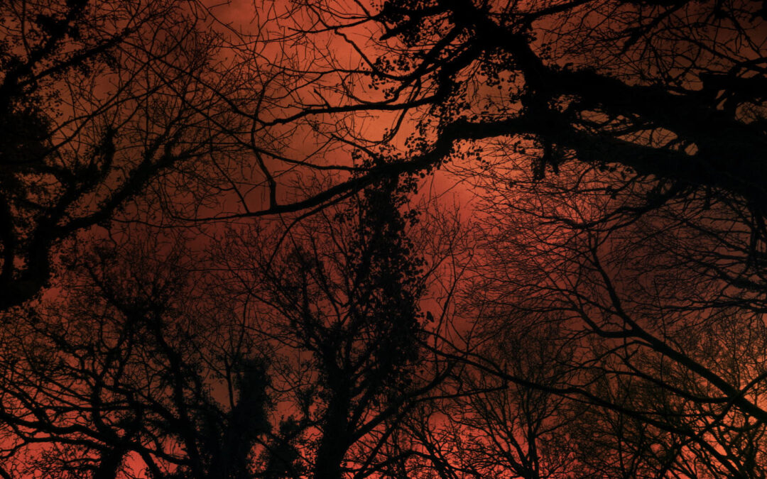 CARTA D’UN ARBRE ALS HUMANS