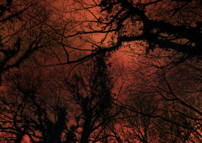 CARTA D’UN ARBRE ALS HUMANS